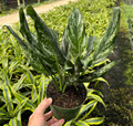 6" Aglaonema Shades